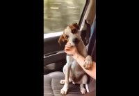 Любовь собакены