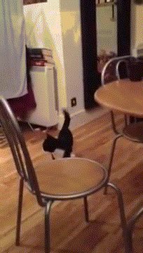 Кот