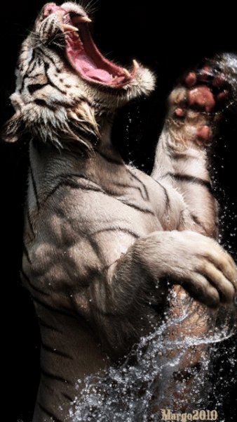 tiger