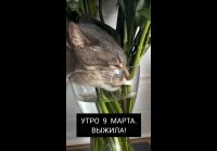 Clip by Oksana Lupinova