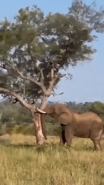 Слон валит дерево