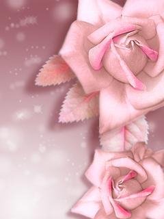roses-98716