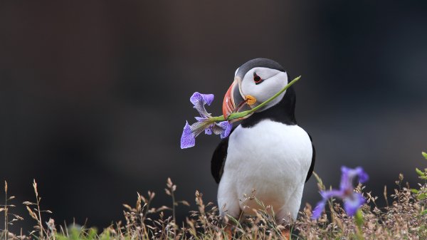 PurplePuffin ROW7550028597 UHD