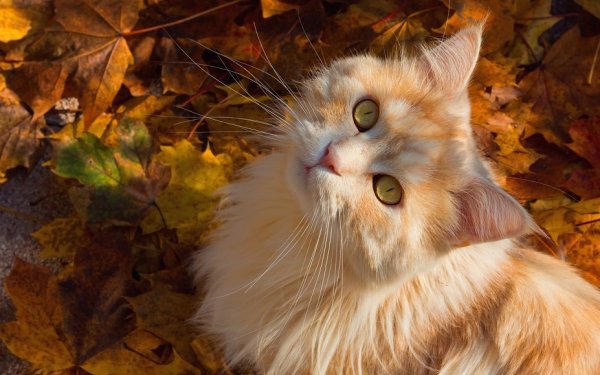 Кот и осенние листья (20)