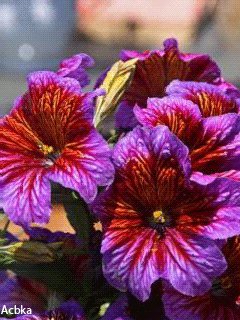 file_58303440
