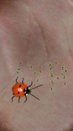 PicoBrothers.My.Bug.v.1.00