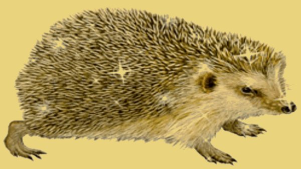 Ezhik