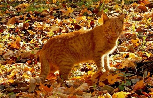 Кот и осенние листья (11)