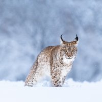 LynxSnow ROW2815737561 UHD