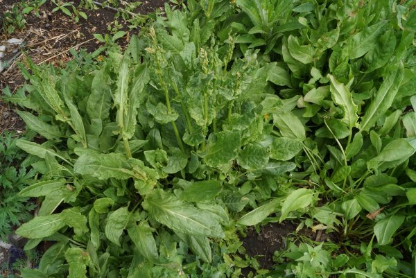 Щавель кислый (Rumex acetosa L.)