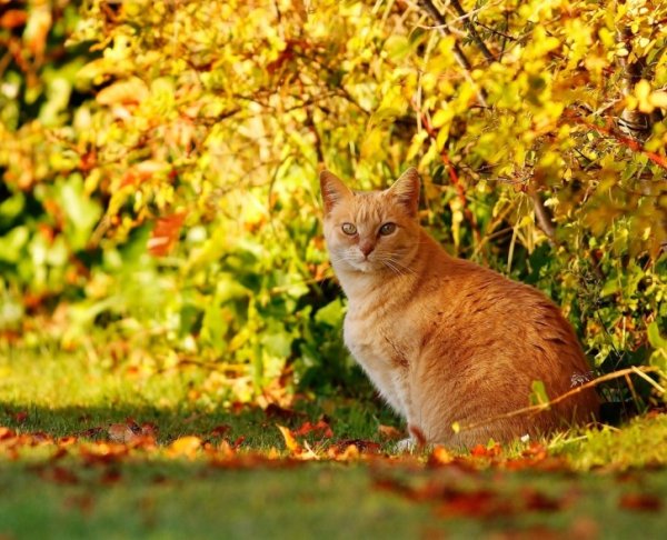 Кот и осенние листья (6)