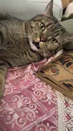 Котоконда