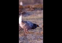 video_105432959