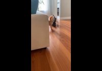 video_109743768