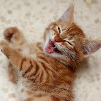 Кошка ....