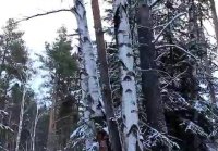 Как сделать чипсы из сосны Простой и вку