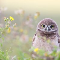 AdorableOwlet ROW6516155898 UHD