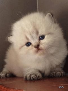 file_48081026