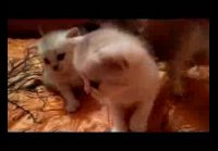 Шотландские котята - 2 недели !