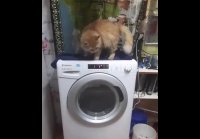 video_109788616