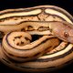 Super python диск E v.2.60(0)