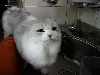 Киса сама пьет)
