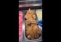video_104383474