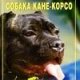 Собака Кане-Корсо (автор Ляхова Кристина)