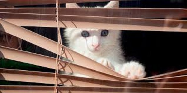 Котёнок..