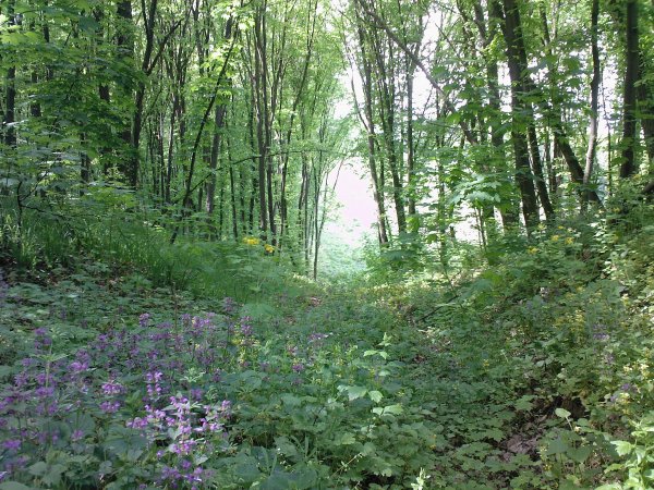 Photo-0010