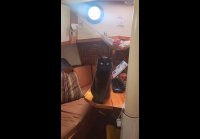 Морской котик
