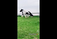 video_109851504