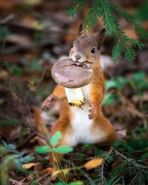 Природа, лес, грибы