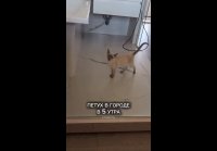 video_109788595