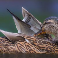 DuckPond ROW8945252603 UHD