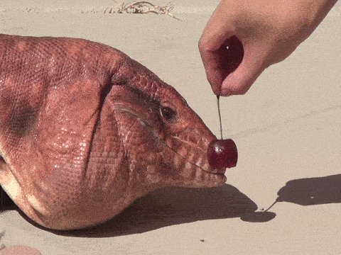 гифки, ящер, вишенка, живность