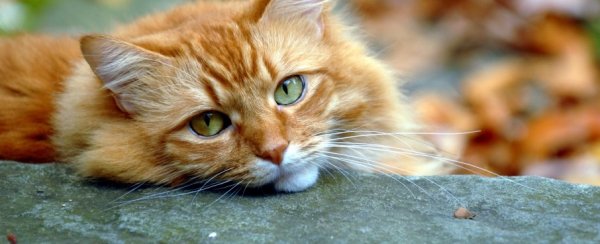 Кот и осенние листья (5)