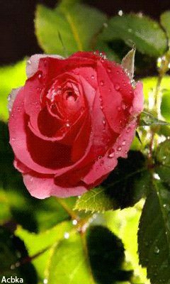 file_52534834