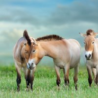 PrzewalskisHorse ROW1038206758 UHD