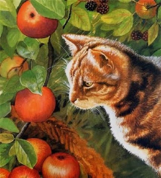 Кошка и яблоки