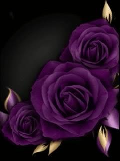 Love rose Фиолетовые розы