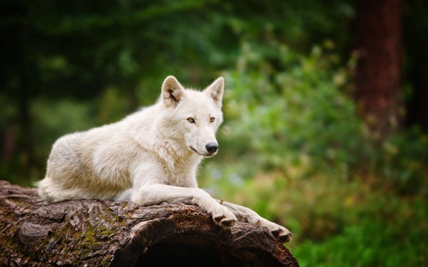 Wolves (18)