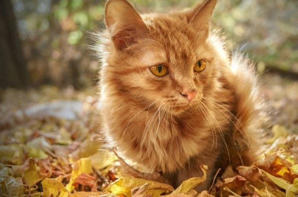 Кот и осенние листья (14)