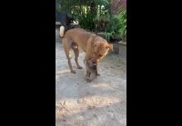 Dog and Monkey