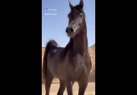 video_109851471