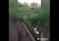 Нижняя Пойма. 27.07.2026 г.