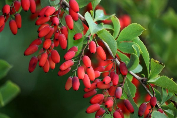Барбарис обыкновенный (Berberis vulgaris L.)