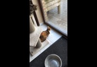 video_105348630