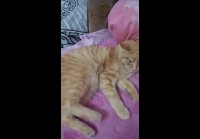 video_95911956