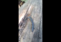 video_105526800